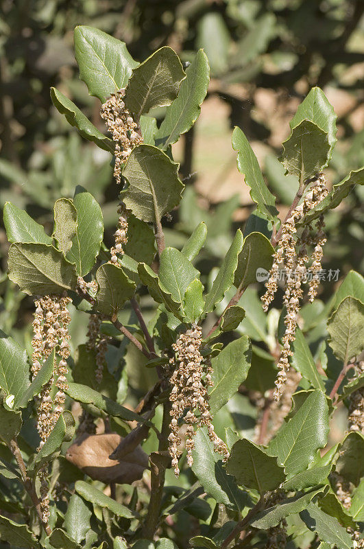 Garrya elliptica、海岸silk-tassel、丝绸流苏布什或wavyleaf silktassel,是一种开花植物在家庭绞木科,原产于加利福尼亚的沿海地区。皮斯莫海滩州立公园，加利福尼亚州